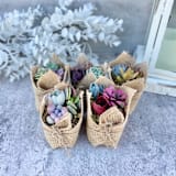 "Fairy Favors Succulent Favors in Burlap" - Favors in multicolorassorted-colors by Surfside Succulents