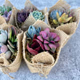 "Fairy Favors Succulent Favors in Burlap" - Favors in multicolorassorted-colors by Surfside Succulents