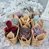 "Succulent Party Favors in Burlap" - Favors in multicolorassorted-colors by Surfside Succulents