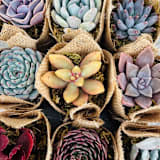 "Succulent Party Favors in Burlap" - Favors in multicolorassorted-colors by Surfside Succulents