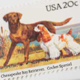 "20 Cent Chesapeake Bay Retriever & Cocker Spaniel Postage Stamps // Set of 10 // UNUSED" - Postage Stamps in beige by Flourish Fine Writing