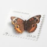 "24 Cent Common Buckeye Postage Stamps // Set of 10 // UNUSED vintage postage" - Postage Stamps in brown by Flourish Fine Writing