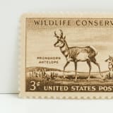 "Vintage Unused Stamps - Pronghorn Antelope, 3 cent - Set of 5" - Postage Stamps in brown by Tablo Post