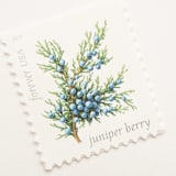 "Winter Juniper Berry Forever Stamps // Set of 5 // UNUSED Vintage Stamps" - Postage Stamps in blue by Flourish Fine Writing