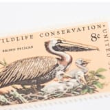 "8 Cent Brown Pelican Postage Stamps // Set of 10 // UNUSED Vintage Postage" - Postage Stamps in beige by Flourish Fine Writing