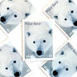""Polar Bear" Postage Stamps | Arctic Animals Series | Unused USPS Postage 33c | Pack of 20" - Postage Stamps in white by Jennifer Kramer