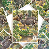 "Desert Mule Deer Postage Stamps | Nature of America Series | Sonoran Desert | Vintage Unused USPS Postage 33c | Pack of 10" - Postage Stamps in green by Heritage Post House
