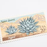 "20 Cent Agave Cactus Postage Stamps // Set of 10 // UNUSED postage stamps" - Postage Stamps in blue by Flourish Fine Writing
