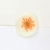 "Queen Anne's Lace- Orange Dried and Pressed Florals on Vellum- Customizable Shape- Set of 25 Wax Seals" - Wax Seals in multicolor by Inkspiringletters