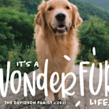 "It's a Wonder-FUR Life" - Holiday Cards in Snow by Sandra Picco Design - Detail