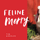 "Feline Merry" - Holiday Cards in Santa Suit by Chryssi Tsoupanarias - Detail