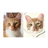 "Custom Pet Portrait Ornament, 3x3in. Pointed, Painting Commission" - Ornaments in multicolor by The Pink Parakeet