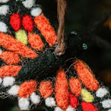 "Felt Butterfly Ornament" - Ornaments in black by Aahlada Chennupati