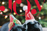 "Joyful Spirit" - Retired Holiday Cards in Alizarin by Alex Elko Design - Close-Up