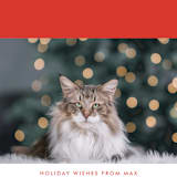 "never heard of it" - Retired Holiday Cards in Persimmon by Alaina Cherup - Close-Up