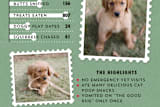 "Dog's Year in Review" - Retired Holiday Cards in Spearmint by 2birdstone - Close-Up