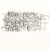 "Cornstalk 2" - Limited Edition Fine Art Print in black by Dana Williamowsky