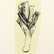 "Harvest Leek" - Limited Edition Fine Art Print in multicolorassorted-colors by Dana Williamowsky