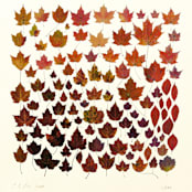 "Albers Leaves #3 Fall Gathering" - Limited Edition Fine Art Print in multicolorassorted-colors by Dana Williamowsky