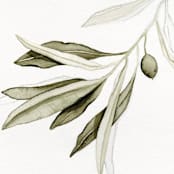 "Green Olive Branch" - Limited Edition Fine Art Print in green by Angele Kamp