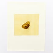 "Butterfly" - Limited Edition Fine Art Print in multicolorassorted-colors by Dana Williamowsky