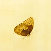 "Butterfly" - Limited Edition Fine Art Print in multicolorassorted-colors by Dana Williamowsky