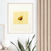 "Butterfly" - Limited Edition Fine Art Print in multicolorassorted-colors by Dana Williamowsky