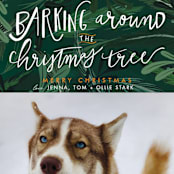 "Barking Fun" - Holiday Cards in Evergreen by Stephanie Given - Detail