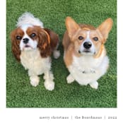 "litte helpaw(s)" - Holiday Cards in Peppermint by Pippa Shaw - Detail