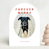 "Furever Merry" - Holiday Cards in Berry by Inkblot Design - Front
