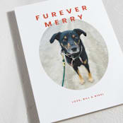 "Furever Merry" - Holiday Cards in Berry by Inkblot Design - Detail