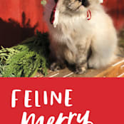 "Feline Merry" - Holiday Cards in Santa Suit by Chryssi Tsoupanarias - Detail