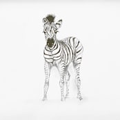 "Zebra" - Original Drawings in brown by Teju Reval