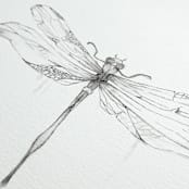 "Dragonfly" - Original Drawings in black by Angele Kamp