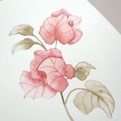 "Bougainvillea flowers watercolor painting" - Original Painting in pink by Angele Kamp