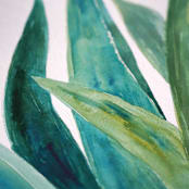"Watercolor agave original painting" - Original Painting in multicolor by Alexandra Dzh