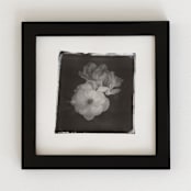 "la vie en rose IV" - Original Mixed Media in black by Kamala Nahas