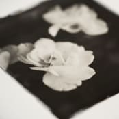 "la vie en rose IV" - Original Mixed Media in black by Kamala Nahas