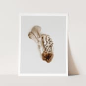 "Exotica II - 16" x 20"" - Limited Edition Prints - Photography in brown by Kamala Nahas