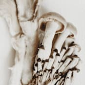 "Exotica II - 16" x 20"" - Limited Edition Prints - Photography in brown by Kamala Nahas