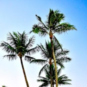 "Tropical State of Mind" - Limited Edition Prints - Photography in green by Sea and Sky