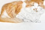 "meow-ditation" - Cards in marmalade by Deborah Chou - Close-Up