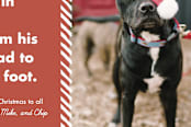 "Santa Paws" - Stationery in jolly by Shannon - Close-Up