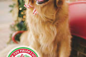 "Over the Hills Dashing all the Way" - Stationery in candy cane by Shannon - Close-Up