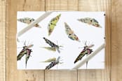 "Butterfly Flury" - Wrapping Paper in White by Pat Jennings - Front