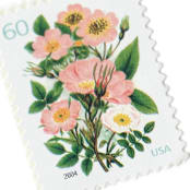 "60 Cent Pink Garden Botanical Postage Stamps // Set of 5 // UNUSED vintage postage" - Postage Stamps in pink by Flourish Fine Writing