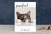 "A Purrfect Christmas" - Retired Holiday Cards in Slate by Stacy Cooke - Front