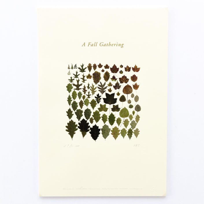 "Albers Leaves #2 Fall Gathering" - Limited Edition Fine Art Print in multicolorassorted-colors by Dana Williamowsky