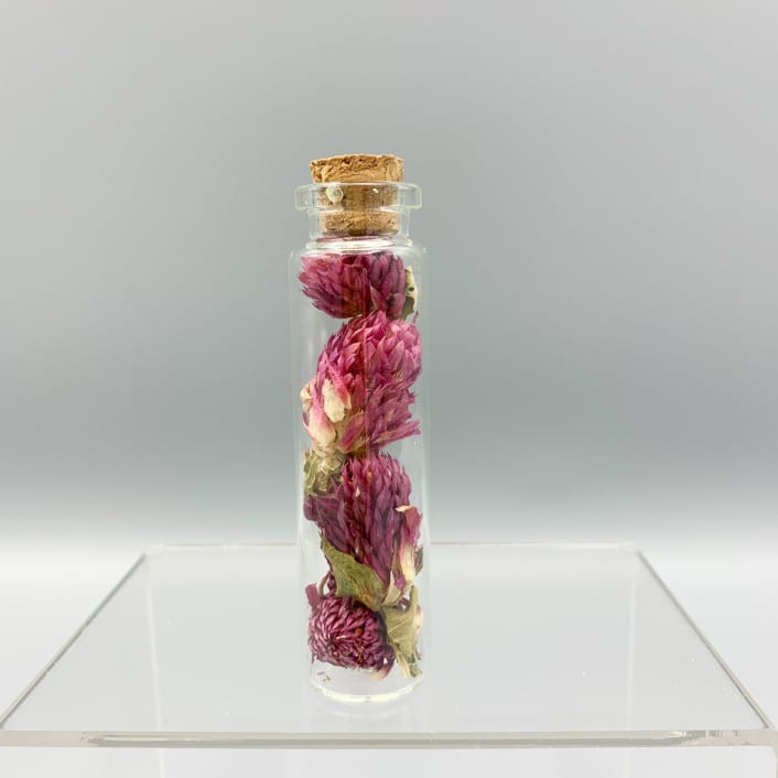 Dried Flower Herbarium Globe Amaranth Flower by Christine OMalley