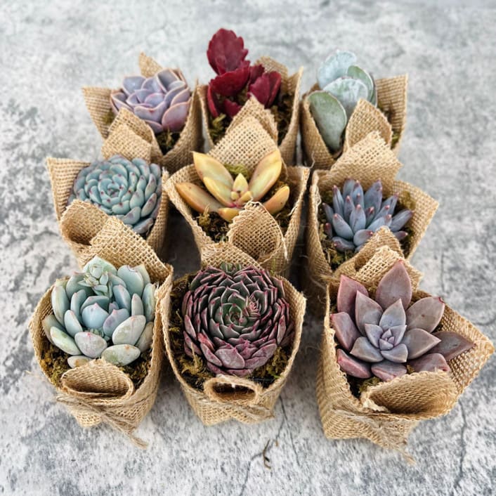 Succulent Party Favors in Burlap by Surfside Succulents